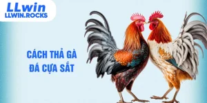 cách thả gà đá cựa sắt