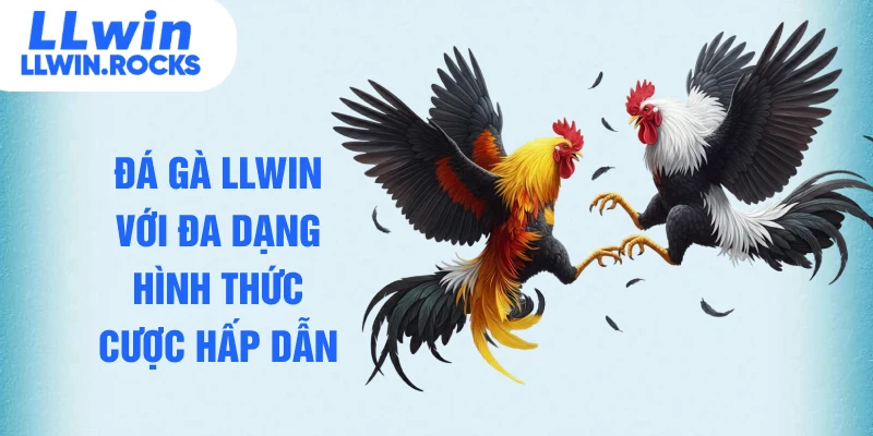 Đá gà LLWIN với đa dạng hình thức cược hấp dẫn